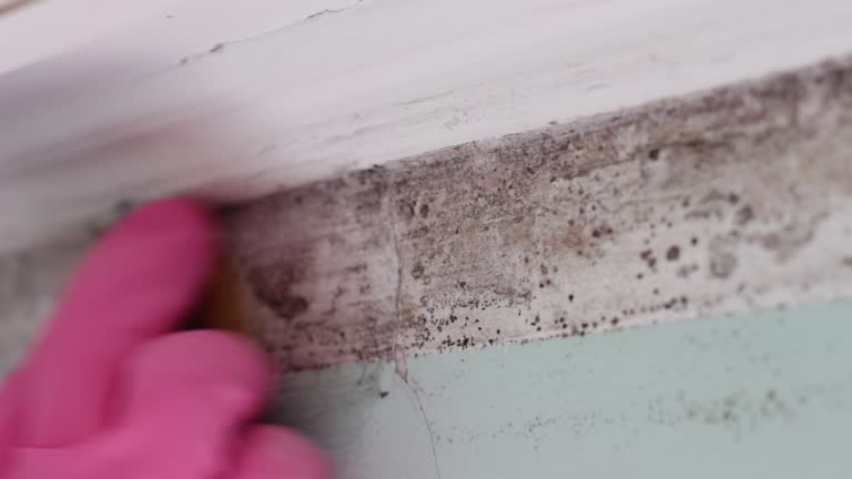 Best Mold Remediation for Rental Properties  in New Cumberland, WV